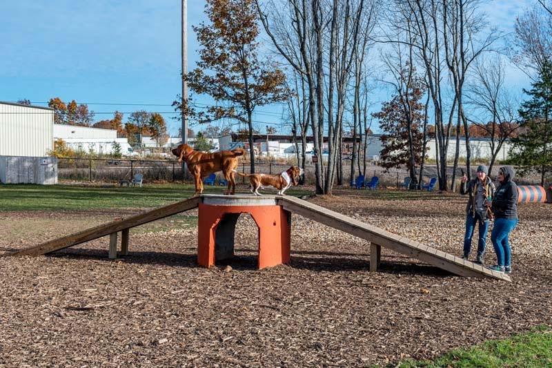 Dogs using the dog park at the Bark Yard, commercial design by Schaub Projects